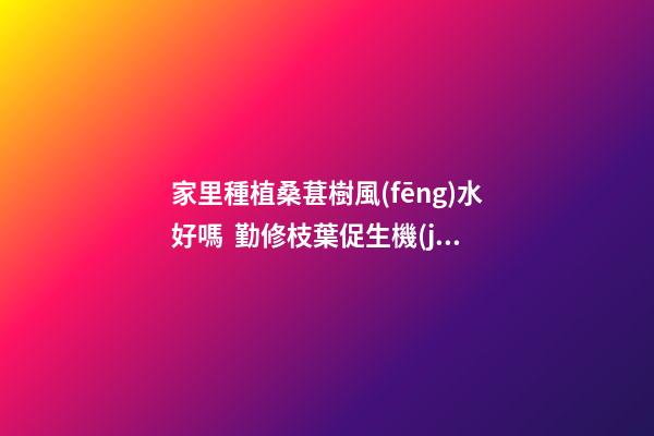 家里種植桑葚樹風(fēng)水好嗎  勤修枝葉促生機(jī)